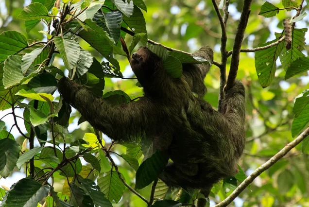 Arenal Sloth Watching Trail