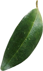 alt="Leaf falling from above near Arenal Volcano landscape"