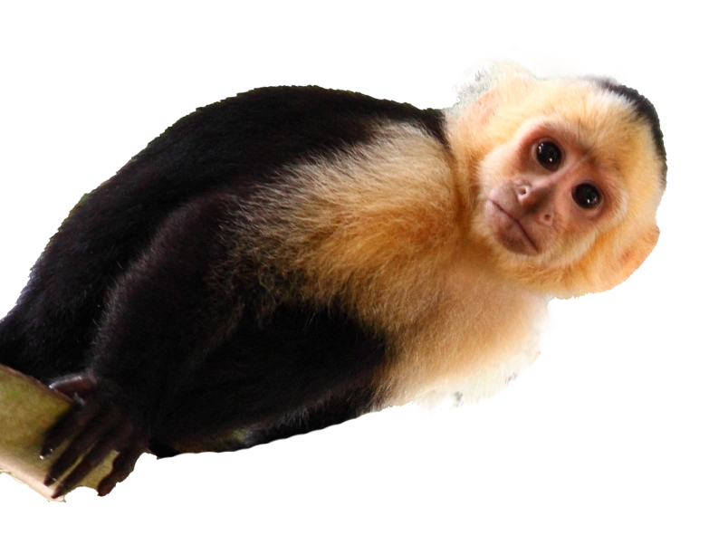 alt="White-faced capuchin monkey in Arenal Volcano region"