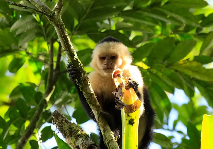 Mono cariblanco en arbol