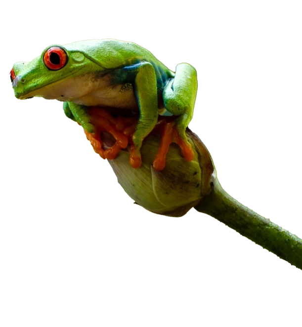 alt="Green tree frog on tropical plant in Arenal rainforest"